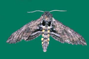 tobacco-moth